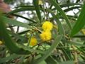 Formosa Acacia