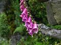 Foxglove