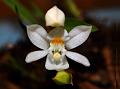 Fragrant Coelogyne