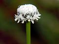 Fragrant Pipewort