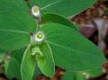 Frilly-Flower Spurge