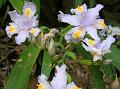 Fringed Iris