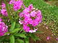 Garden Phlox