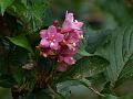 Garden Weigela