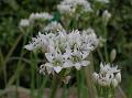 Garlic Chives