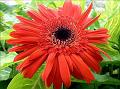 Gerbera Daisy