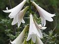 Giant Himalayan Lily