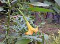 Golden Angel's Trumpet