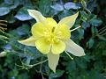 Golden Columbine