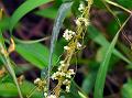 Golden Dodder