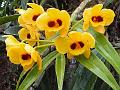 Golden Flowered Dendrobium