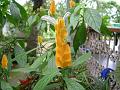 Golden Shrimp Plant