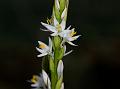 Gothane Chlorophytum