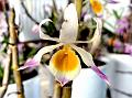 Graceful Dendrobium