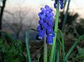 Grape Hyacinth