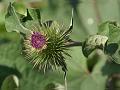 Greater Burdock