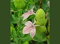 Green Shrimp Plant