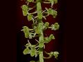 Green-Flowered Liparis