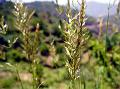 Greenish Oat Grass