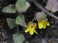 Hairy Toadflax