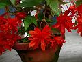 Hanging Basket Red Begonia