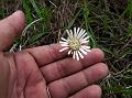 Hawkweed Gerbera Daisy