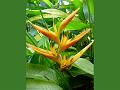 Heliconia Golden Torch