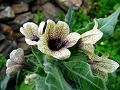 Henbane