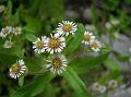 Himalayan Bracted-Fleabane
