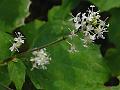 Himalayan Enchanter's Nightshade