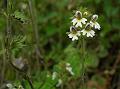 Himalayan Eyebright