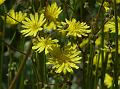Himalayan Hawksbeard