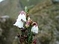 Himalayan Heather