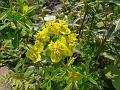 Himalayan Spurge
