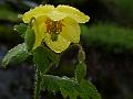 Himalayan Woodland Poppy