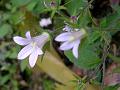 Hoary Bellflower