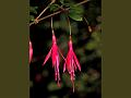 Hummingbird Fuchsia