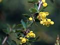 Indian Barberry