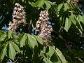 Indian Horse Chestnut
