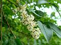Indian Privet