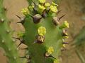 Indian Spurge Tree