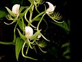 Intermediate Habenaria