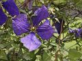 Jackman Clematis