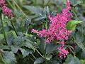 Japanese Astilbe