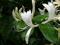 Japanese Honeysuckle