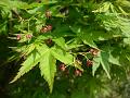Japanese Maple