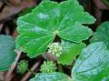 Java Pennywort