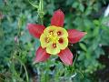 Kansas Columbine