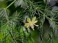 Lacy Asparagus Fern