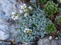 Ladakh Alyssum